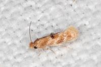 Bucculatrix