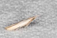 Coleophora insulicola