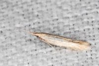 Coleophora insulicola