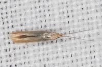 Coleophora insulicola