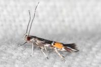 Cosmopterix scribaiella
