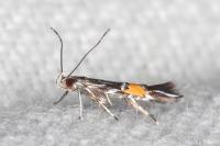 Cosmopterix scribaiella