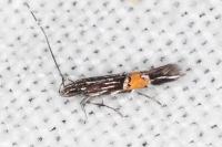 Cosmopterix scribaiella