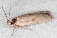 Agonopterix scopariella