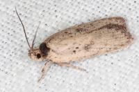 Agonopterix scopariella