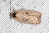 Agonopterix scopariella
