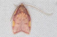 Carcina quercana