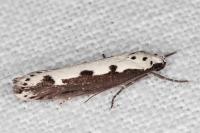 Ethmia bipunctella