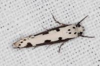 Ethmia bipunctella