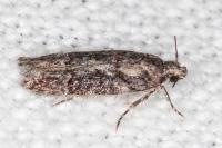 Carpatolechia