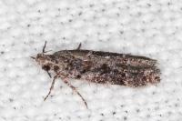 Carpatolechia