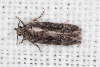 Carpatolechia