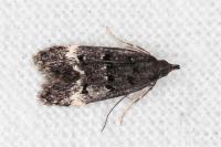 Dichomeris alacella