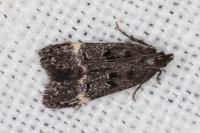 Dichomeris alacella