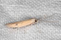 Epidola stigma