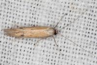 Epidola stigma
