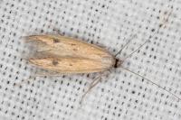 Epidola stigma