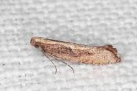 Acrolepiopsis vesperella