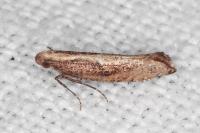 Acrolepiopsis vesperella