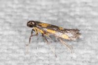 Euspilapteryx auroguttella