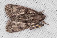Euspilapteryx auroguttella