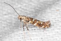 Gracillaria syringella