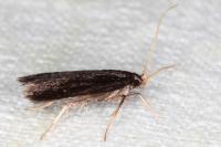 Homaloxestis briantiella