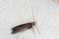 Lecithocera nigrana