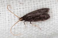 Lecithocera nigrana
