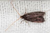 Lecithocera nigrana
