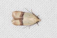 Odites kollarella
