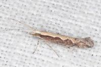 Plutella xylostella