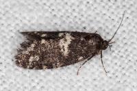 Penestoglossa gallica