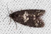 Penestoglossa gallica