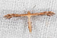 Oxyptilus laetus