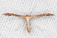 Oxyptilus laetus