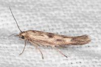 Scythris limbella