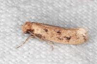 Anomalotinea liguriella