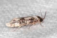 Neurothaumasia ankerella