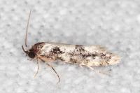 Neurothaumasia ankerella