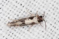 Neurothaumasia ankerella