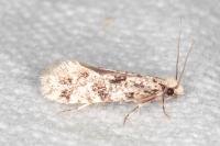 Nemapogon inconditellus