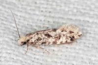Nemapogon inconditellus
