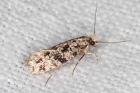 Nemapogon inconditellus
