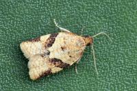 Clepsis neglectana