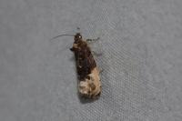 Hedya nubiferana