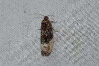 Hedya nubiferana