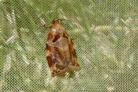 Archips xylosteana