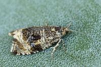 Celypha lacunana