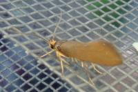 Crassa unitella